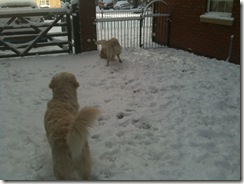DogsAndSnow1
