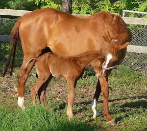 Ellie and her last foal 'Mozart' - the day hewas born (2006)
