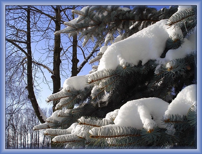 [winter-days-tree[14].jpg]