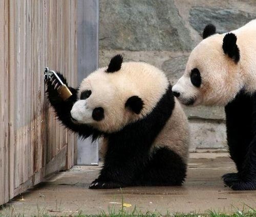 [pandas-padlock[7].jpg]