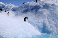 Paulet Island IMG_1787.jpg