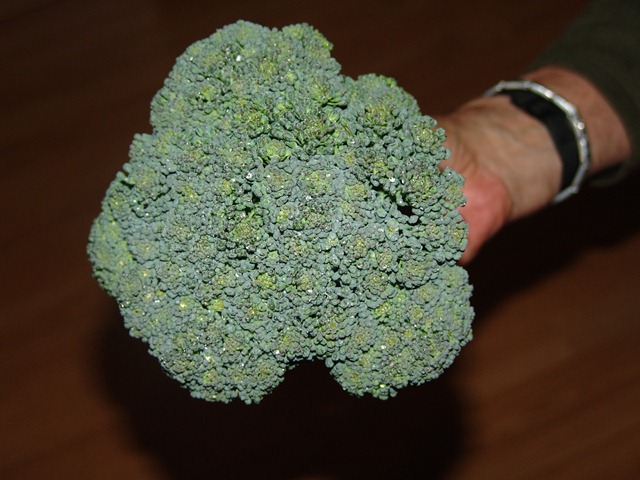 [broccoli and shingles 001[4].jpg]