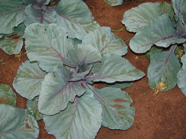 [red dirt on red cabbage[3].jpg]