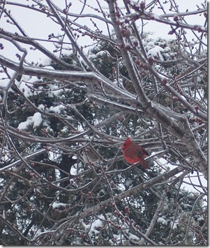 cardinal on icy branch