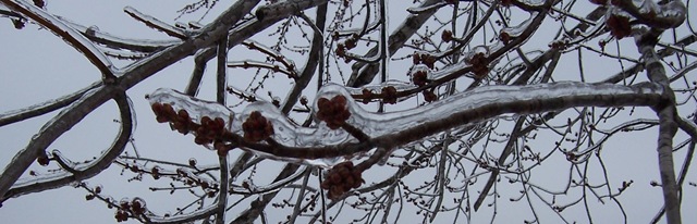 [ice on tree branch[3].jpg]