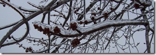 ice on tree branch