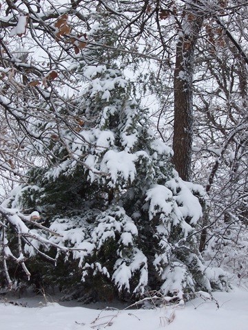 [fir tree with snow[3].jpg]