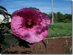 pink hibiscus