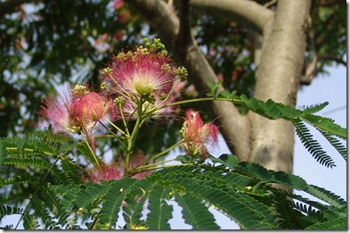 mimosa blooms