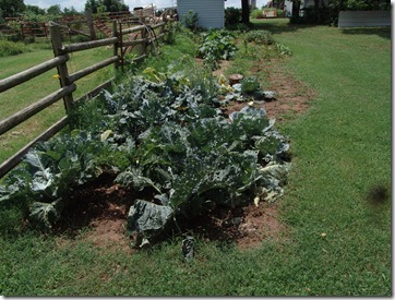 garden and g.b. squash 026