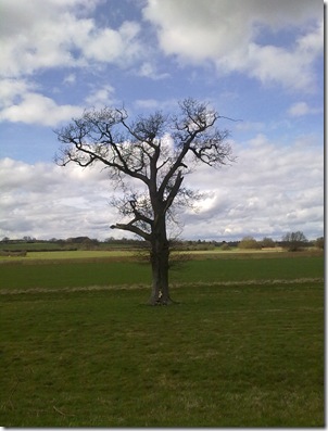 treeliftbridg