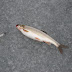 Revelstoke - Smoking Kills.jpg