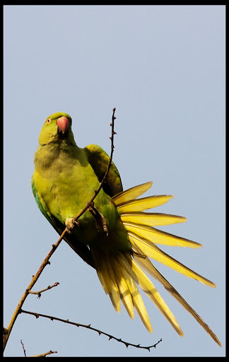 Rose Ringed Parakeet - Giving shot :)