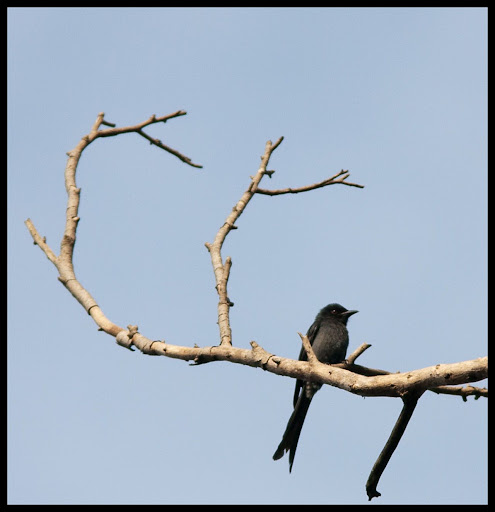 Ashy Drongo Ashy Drongo