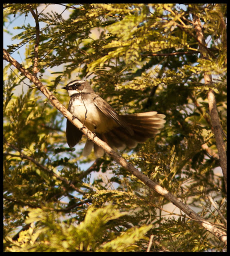 White-Browed Fantail-Flycatcher