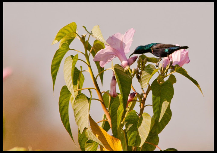 Loten's Sunbird