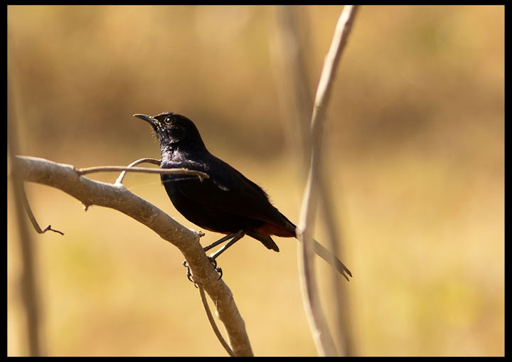 Indian Robin - Male
