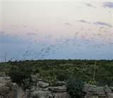 [bats in Carlsbad[5].jpg]