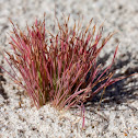 grass with fall color