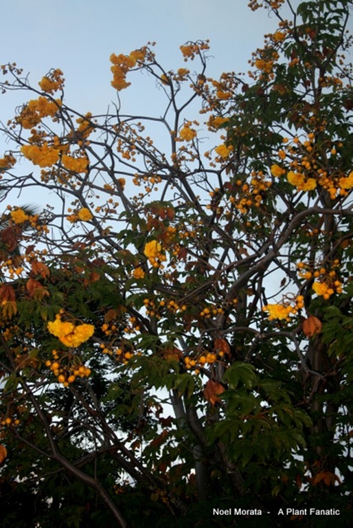 IMG_1478 IMG_1478