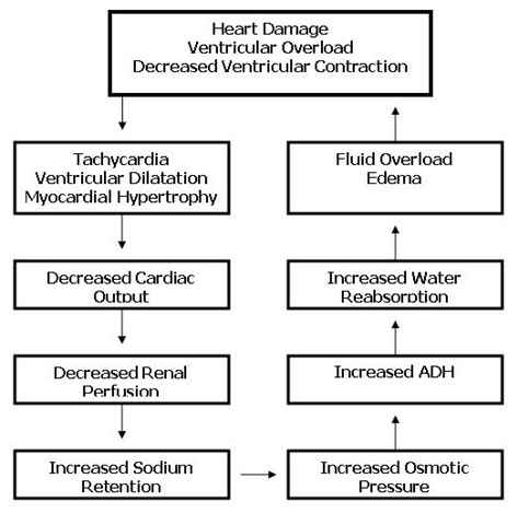 and fluid overload. Transfusion Associated Circulatory Overload. and fluid overload.