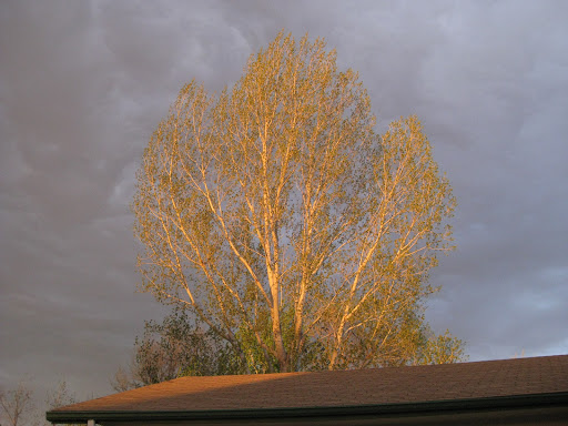 tree01 Setting Sun Frames Tree | Greeley, CO