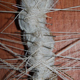 Butterfly Series 09, (detail)
