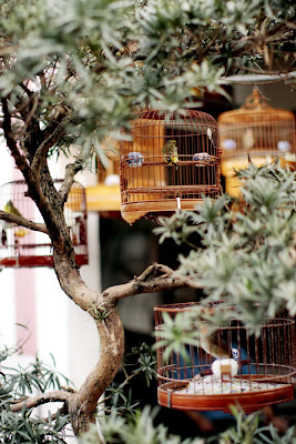 hong-kong-bird-market-05.jpg