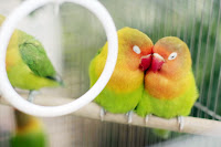 hong-kong-bird-market-09.jpg
