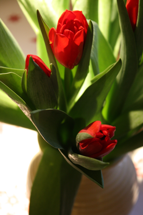 [tulipaner[4].png]