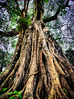 Nepal_05_0146.jpg Photo