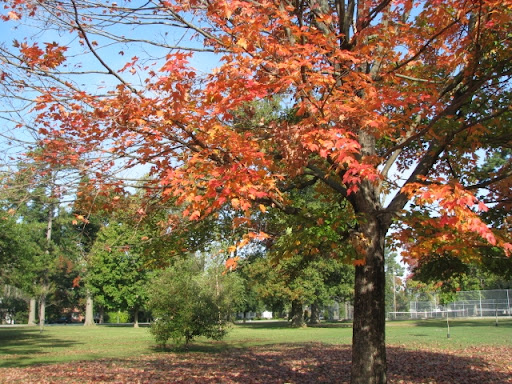 Phelps Grove Neighborhood