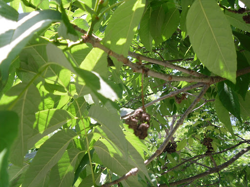 ash tree