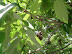 ash tree thumb
