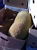 Marian Days thumb