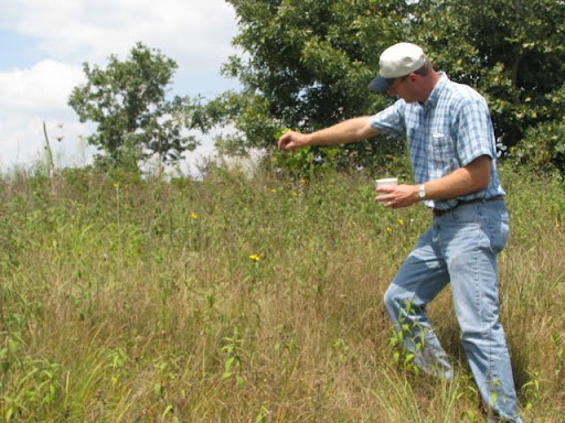 Farmers Place Hopes In Tiny Root Weevils to Stop Spotted Knapweed