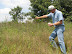 Farmers Place Hopes In Tiny Root Weevils to Stop Spotted Knapweed thumb