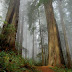 FOREST.JPG