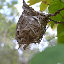 Red Eyed Vireo's Nest