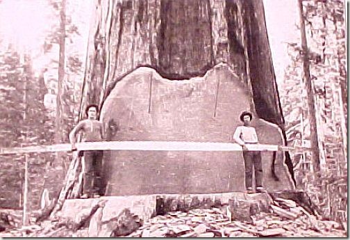 enormes &aacute;rboles talados cosasdivertidas (1)
