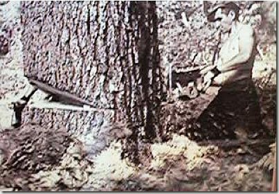 enormes &aacute;rboles talados cosasdivertidas (16)