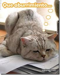 gato_c123