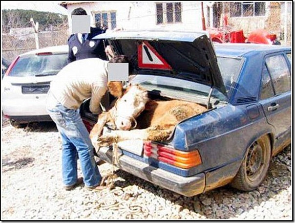 transporte de mercancias cosasdivertidas (12)