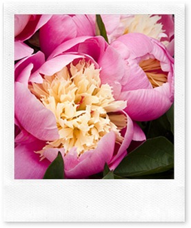 bowl-beauty-peony-0410-l