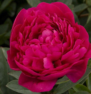 [kansas-peony-0410-l[3].jpg]