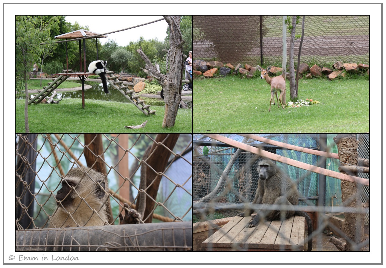 [Ruffed-Lemur-Steenbok-Vervet-Monkey-.jpg]