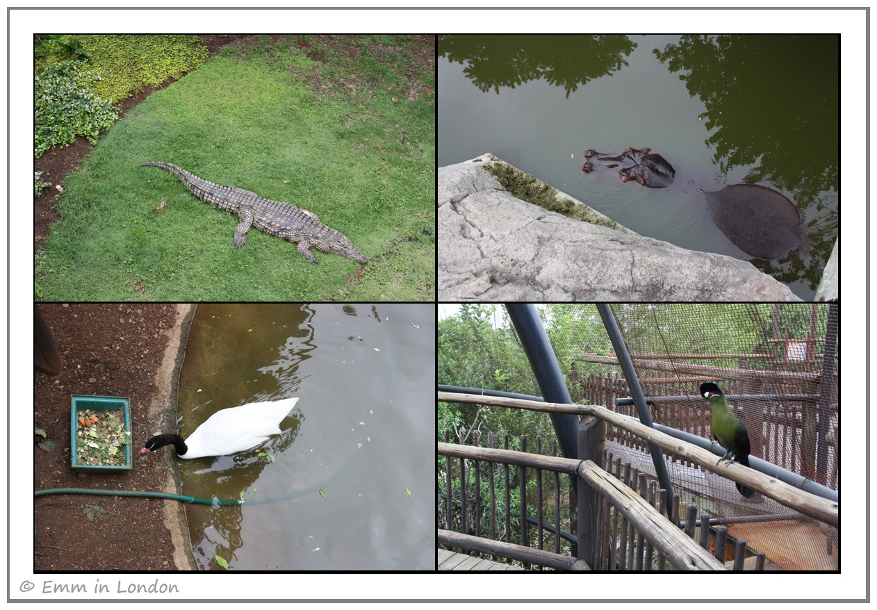 [Crocodile-Hippo-and-Black-Necked-Swa[2].jpg]