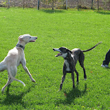 Windhundetreffen 2008 in Wittgensdorf