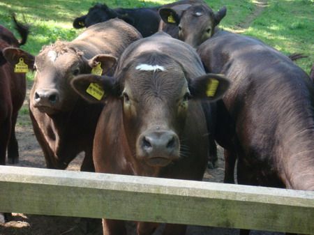 Vaquinhas aproximam-se