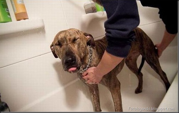 Cães no banho (8)